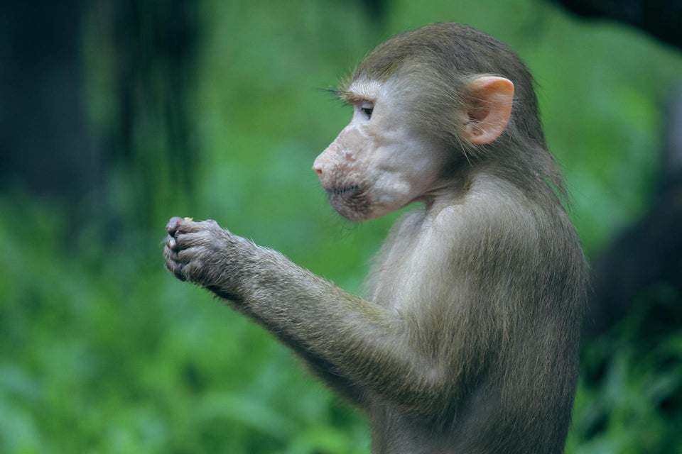 A Monkey is thinking to resolve the issue how to break a nut - Understanding The Problem Is The First Step Of Any Problem Solving - CTRL S Solutions 9849043875 hi@ctrlssolutions.in