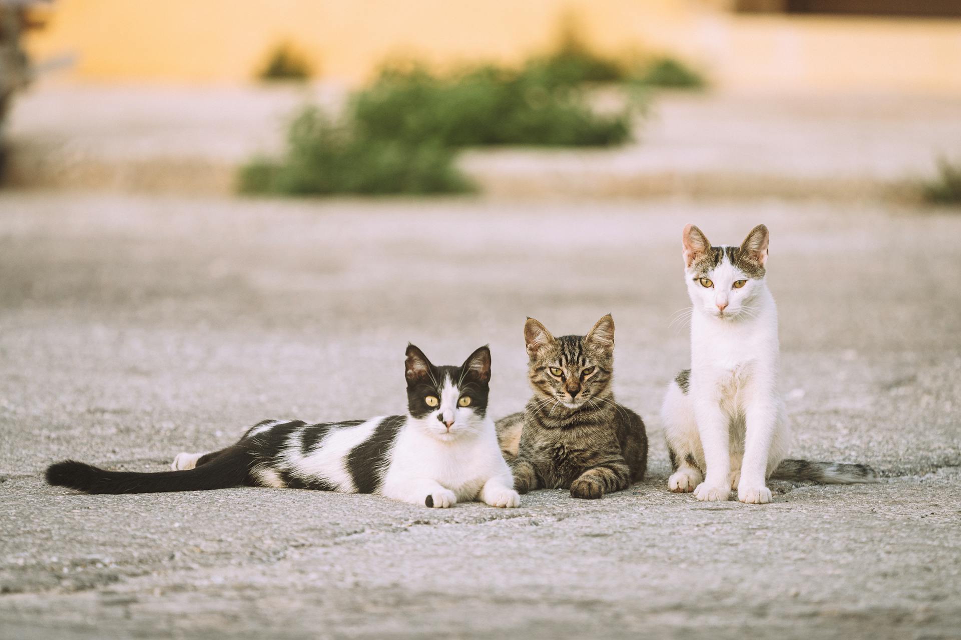 Three Cats Staring on Road - CAT6e Network Cable - CTRL S SOLUTIONS - hi@ctrlssolutions - +91 9849043875