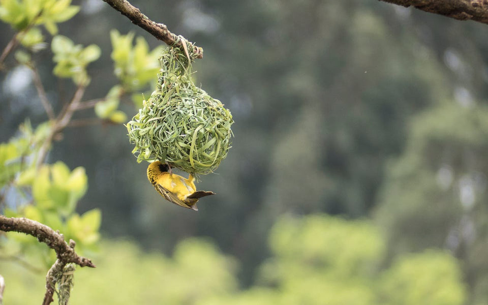 Yellow color Bird weaving Nest with grass in the Forest - CTRL S Solutions